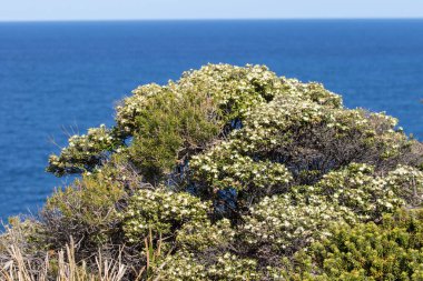 Kraliyet Ulusal Parkı 'nda kıyı boyunca büyüyen orman Squamulosum; Sydney Avustralya