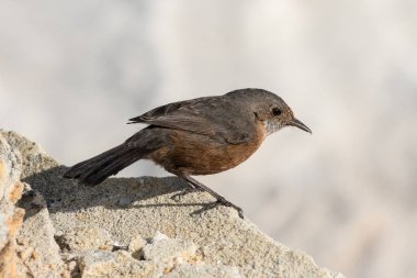Rock Warbler kumtaşına tünedi
