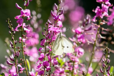 Lahana Beyaz Kelebek pembe çiçeklerin üzerinde