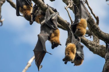 Gri saçlı Uçan Tilki gün boyu ağaçta tünedi.