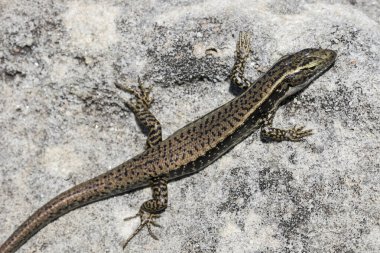 Doğu Su Kayağı Kum Taşı Kayası 'nda güneşleniyor