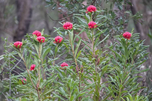 Wartarh Plantes Coulant Dans Parc National Royal Sydney Australie — Photo