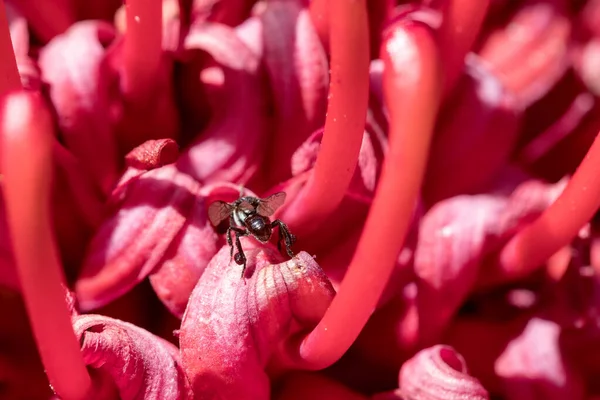 Australische Bienen Sammeln Pollen Und Nektar Einer Waratah Blume — Stockfoto