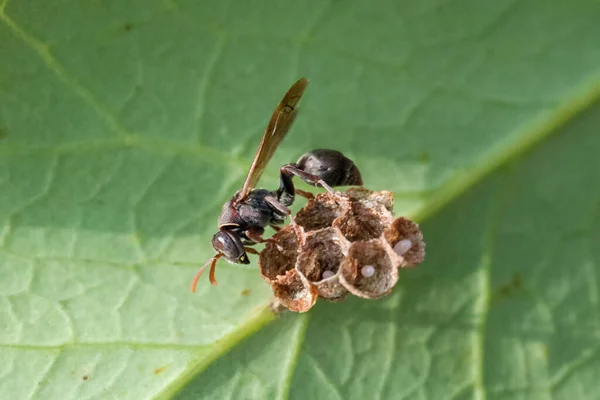 Guêpe Papier Nid Montrant Des Œufs Dans Les Cellules — Photo