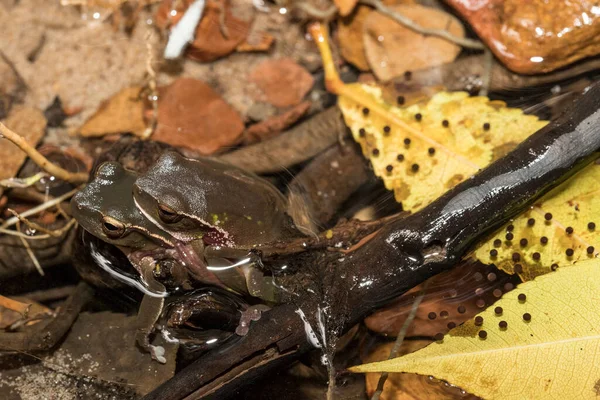 Pareja Rana Árbol Verde Hoja Amplexus —  Fotos de Stock