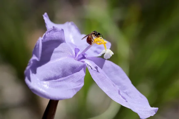Australische Bienen Ernähren Sich Von Seidiger Lila Flagge — Stockfoto