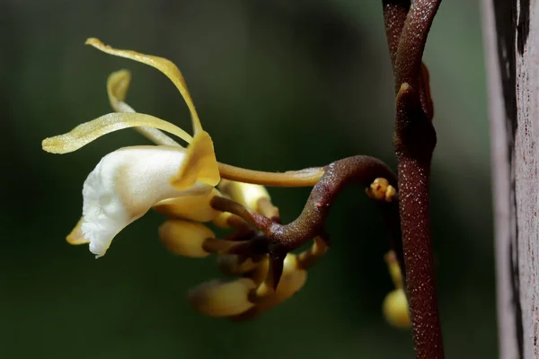 Orchidea Rampicante Attaccata Tronco Una Gomma Rossa Sydney — Foto Stock
