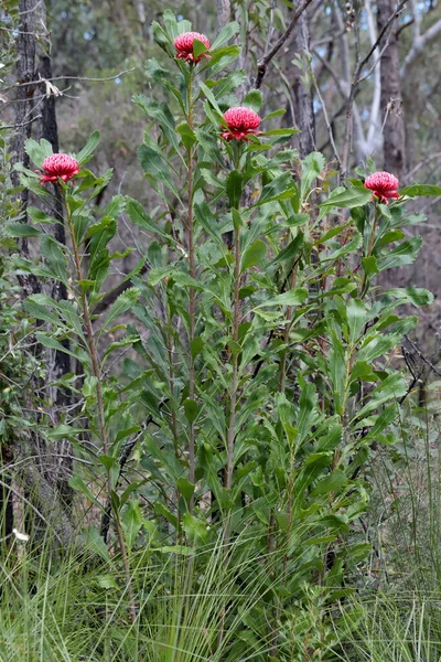 Nouvelle Galles Sud Warath Plante Fleur — Photo