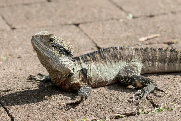 Dragão Água Oriental Macho Aquecendo Luz Solar — Fotografia de Stock