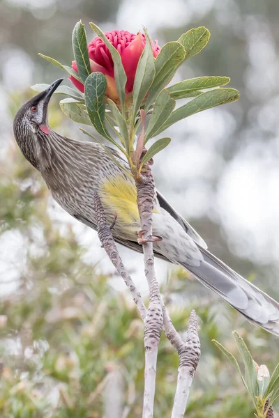 Rotwangenvogel Ernährt Sich Vom Nektar Einer Waratah Blume — Stockfoto