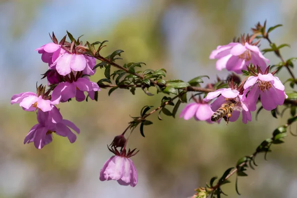 Honey Bee Pollinating Australian Dog Rose Flower — Stock Photo, Image