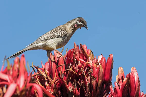 Red Wattle Bird Питается Нектаром Джимеа Лили — стоковое фото