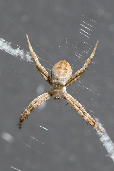 Juvenilní Saint Andrews Spider Webu — Stock fotografie