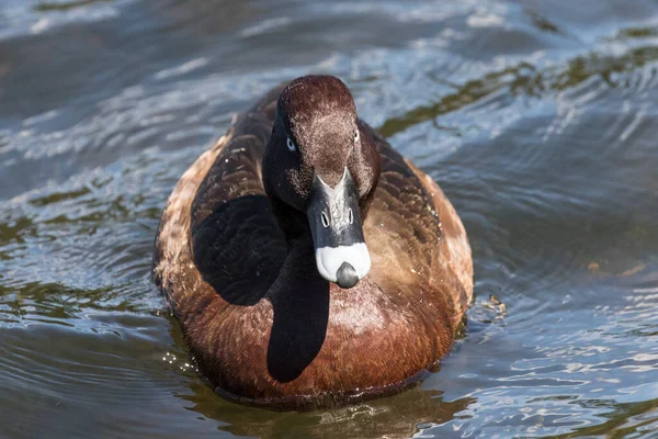 Tvrdá Hlava Duck Plavání Rybníku — Stock fotografie