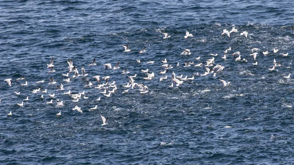 Manada Gaviotas Plata Una Escuela Salmón Australiano Costa Sydney Australia —  Fotos de Stock