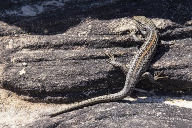 White 's Skink kumtaşı kayalıklarında güneşleniyor.