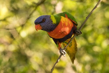 Gökkuşağı Lorikeet dala tünedi