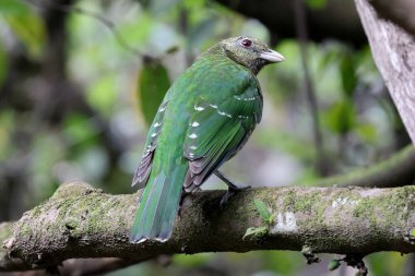 Ağaç dalına tünemiş Yeşil Kedi Kuşu