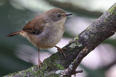 Beyaz kaşlı Wren yosunlu kütüğün üzerine tünemiş