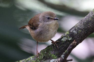 Beyaz kaşlı Wren yosunlu kütüğün üzerine tünemiş