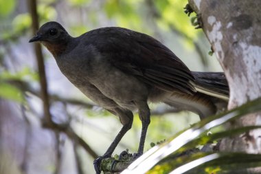 Muhteşem Lyrebird Ağaç dalında dinleniyor
