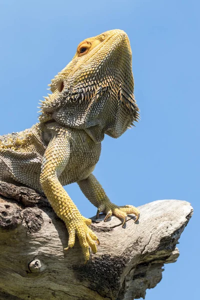 Dragón Barbudo Central Tomando Sol Tronco — Foto de Stock