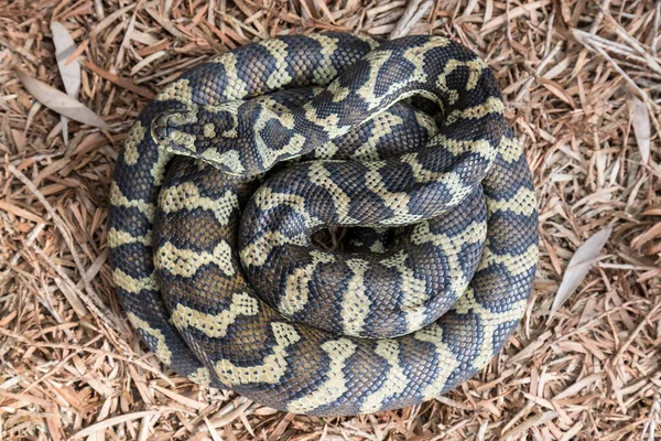 Australian Carpet Python Curled — Stock Photo, Image