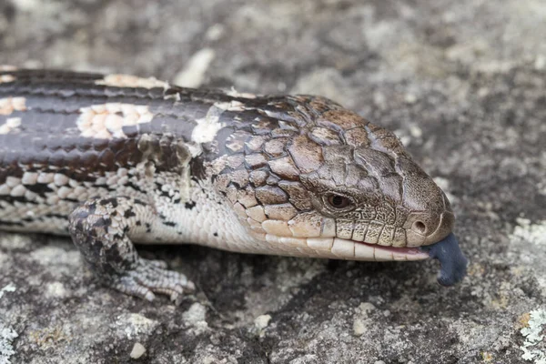 Lézard Langue Bleue Tachetée Scintillant Langue — Photo