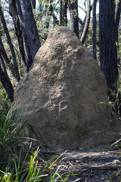 Mound Building Termite nest in N.S.W. Australian bush