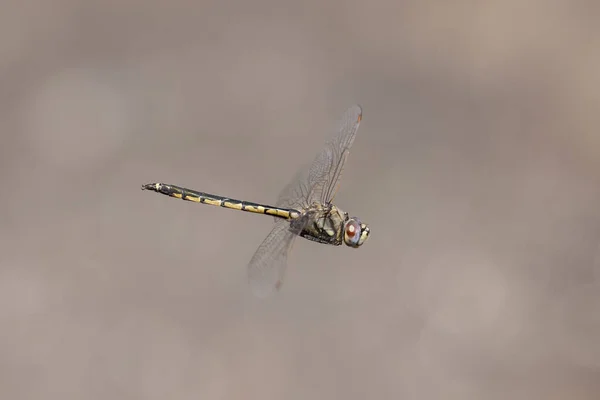 Dragonfly Flygning Med Mjuk Brun Bakgrund — Stockfoto