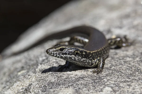 Zamknij Zdjęcie Eastern Water Skink — Zdjęcie stockowe