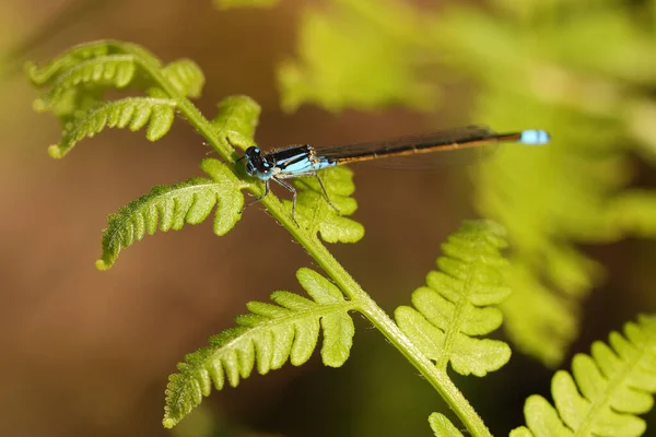 Vanlig Blå Tailed Blue Damselfly Vilar Ormbunke Frond — Stockfoto