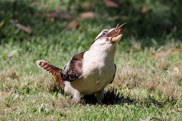 笑Kookaburra喂虫子 — 图库照片