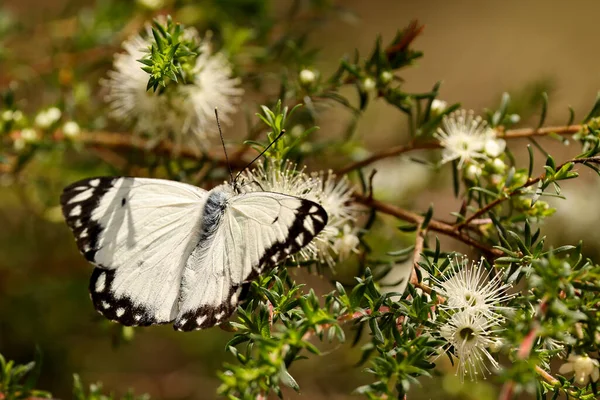 Caper White Butterfly Alimentando Flores Tick Bush — Fotografia de Stock