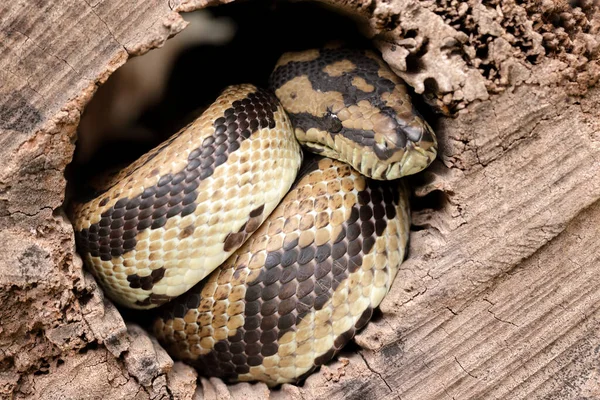 Alfombra Selva Python Acurrucado Tronco Hueco — Foto de Stock