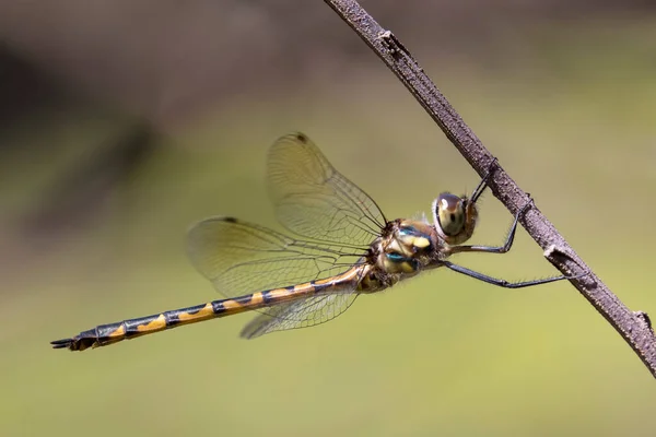 Australiska Emerald Dragonfly Vilar Trädgren — Stockfoto