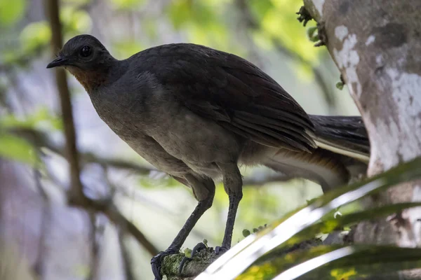 Soberbo Lyrebird Descansando Galho Árvore — Fotografia de Stock