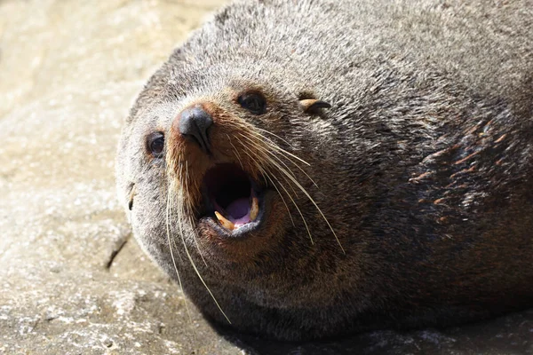 Fur Seal Mouth Open Showing Large Teeth — Stock Photo, Image