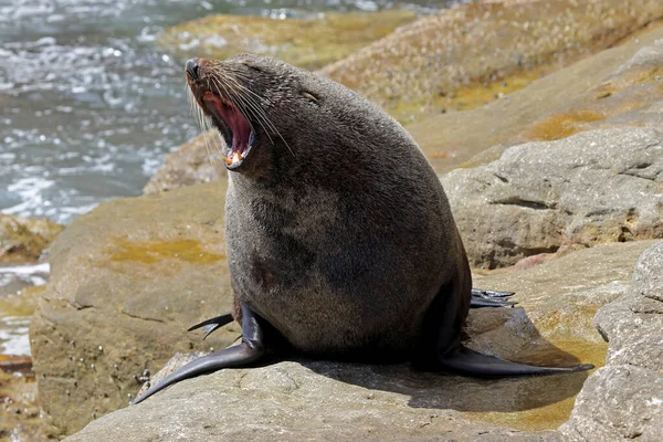 Fur Seal Com Boca Aberta Mostrando Dentes Grandes — Fotografia de Stock