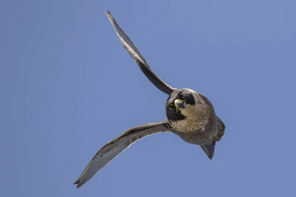 Australischer Wanderfalke Flug — Stockfoto