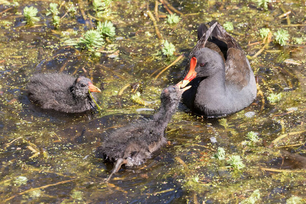 Австралийский Даски Мурхен кормит цыплят