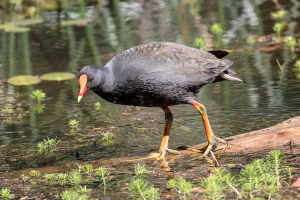 Dusky Moorhen Procura Comida — Fotografia de Stock