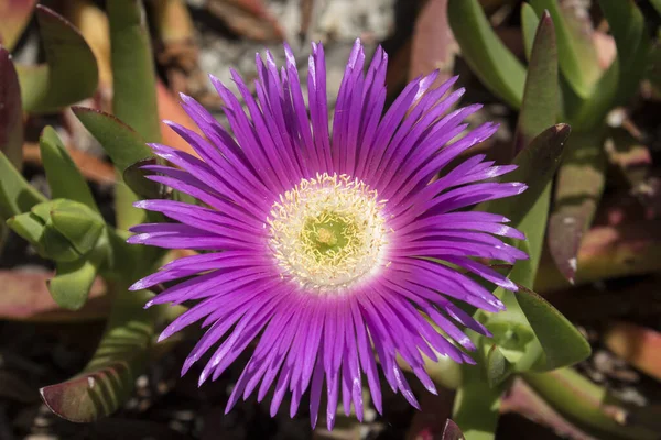 Purple Pig Face plant with flower