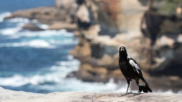 Australian Magpie Empoleirado Topo Penhasco Malabar National Park Sydney Austrália — Fotografia de Stock