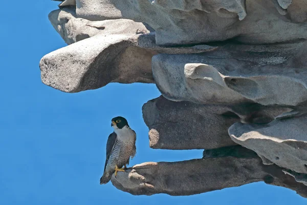 Peregrine Falcon Siedzący Piaskowcowym Wylocie Skalnym — Zdjęcie stockowe