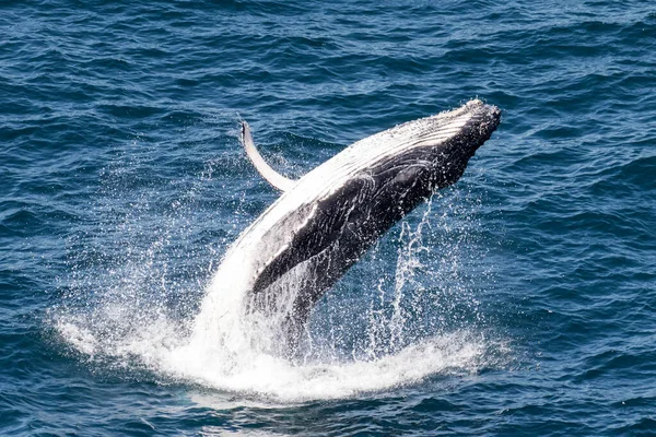 Juvenil Humpback Whale Breaching Coast Sydney Australia — Fotografia de Stock