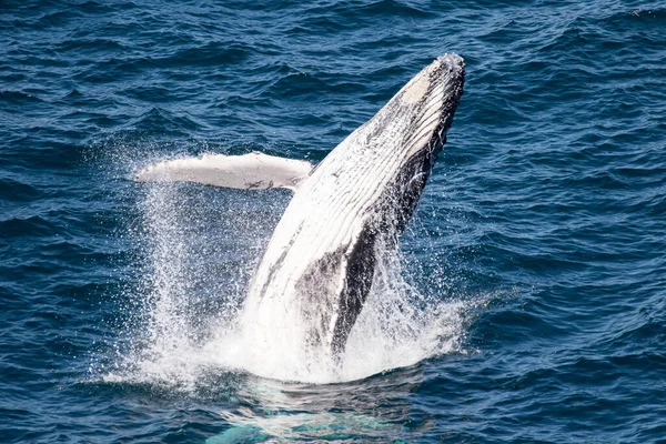 Młodzieńczy Humpback Wieloryb Naruszenie Wybrzeża Sydney Australia — Zdjęcie stockowe