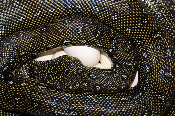 Elmas Python kuluçka yumurta debriyajı