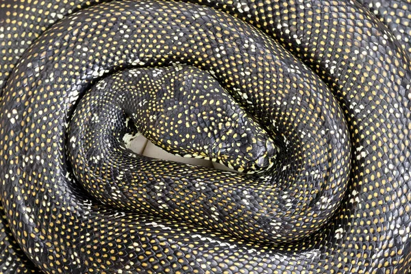 Diamant Python Bebrütet Ihr Gelege — Stockfoto