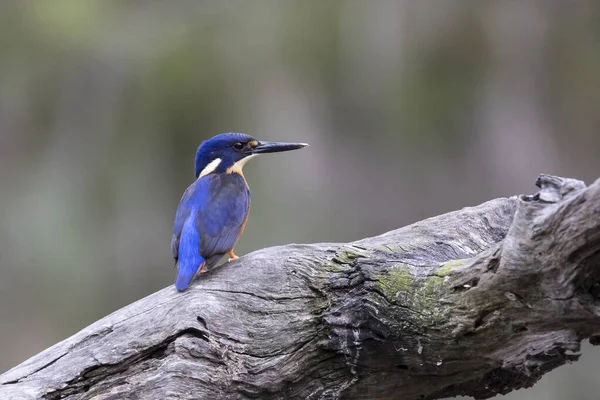 Azure Kingfisher Сидел Бревне — стоковое фото